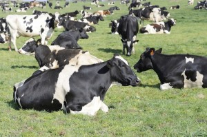 Allevamenti bovini da latte